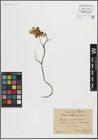 Foto von Salix herbacea L. x Salix retusa L.
